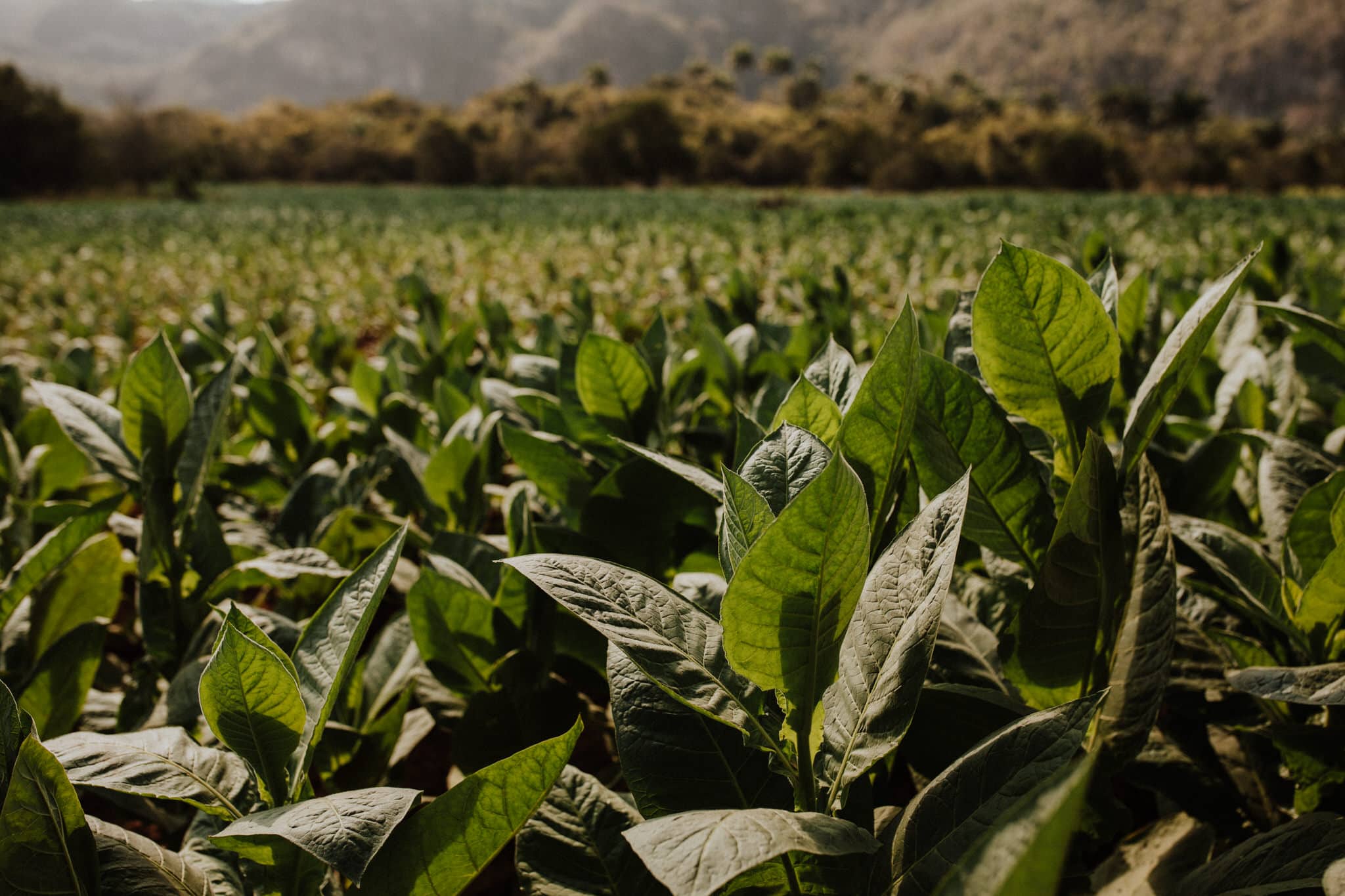 Tobacco crops in Vinales, Cuba. Wedding and travel photographer Brent Calis.