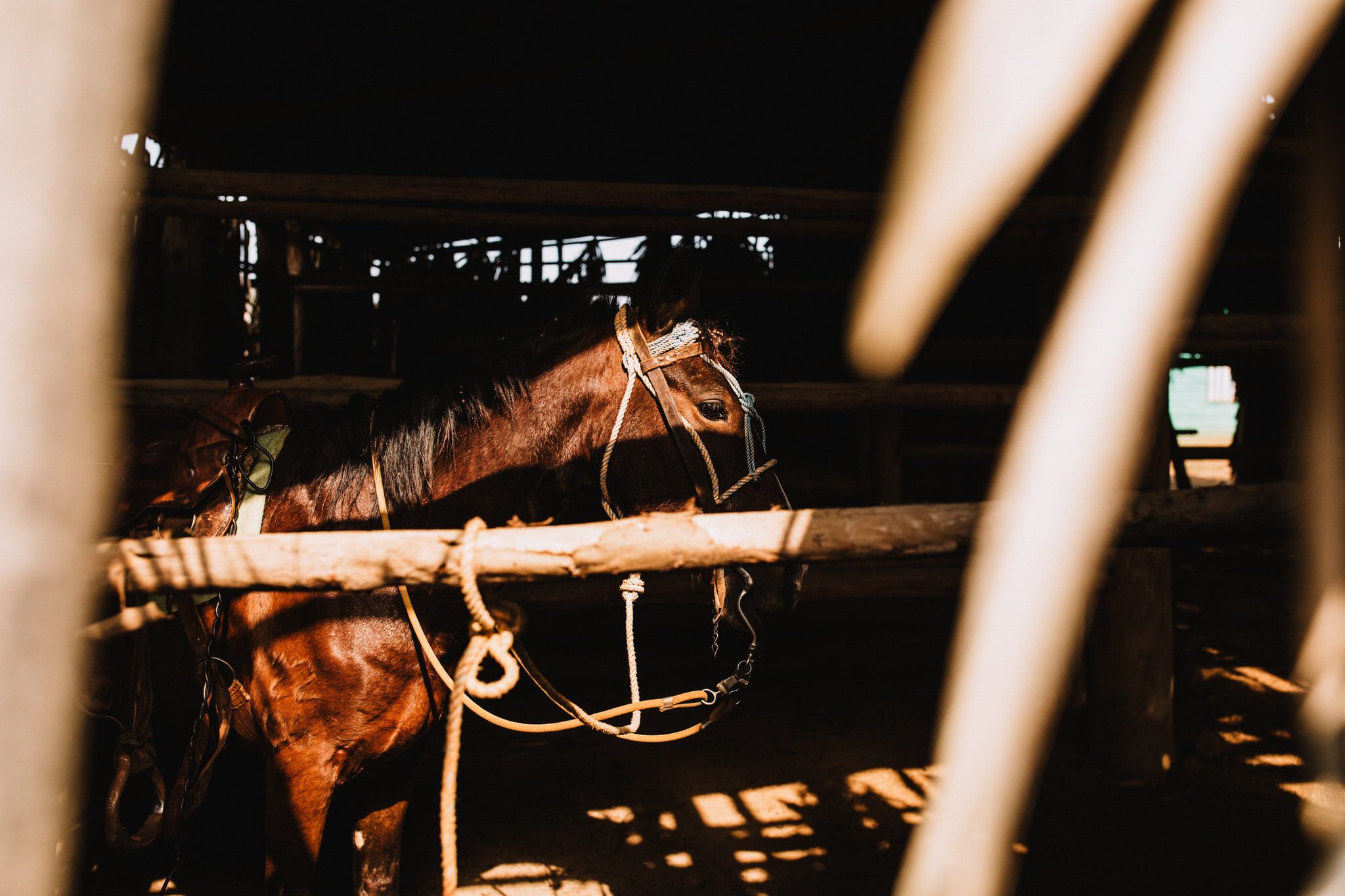 Horses in the barn on cigar farm in Vinales, Cuba. Wedding and travel photographer Brent Calis.